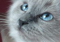 Pavli1977 a Elizabeth