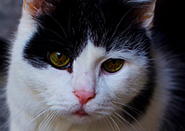 Timoty - Tim Timoty - Tim