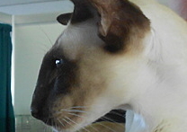 Dobi