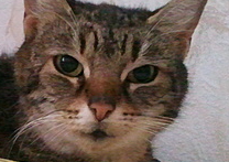 Čikinka Čikinka