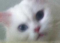 Lilinka Lilinka