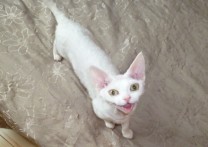 Marča (Markéta) a Elfi Sweet Girl Kajigo