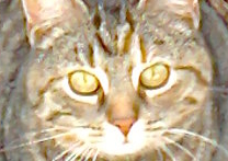 Mourinka