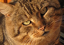 Marie Kašná a Kočičák Marie Kašná a Kočičák