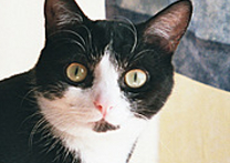Kulíšek Kulíšek