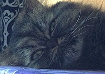 Fren