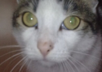 Mufka