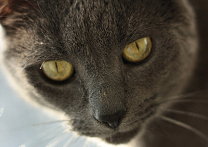 Temperance