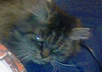 Kitty a Fidolénie