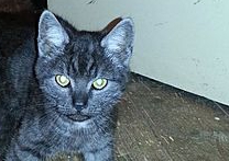 Hells angel Hells angel