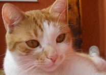 Malesina a Diesel von Orlando