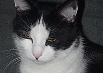 Kubík