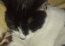 Micka