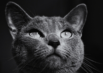 Cleo