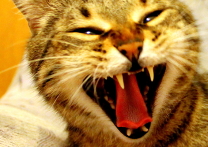 Boris Boris