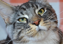 Caesar