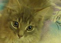 Ňuňánka a Ňůňa