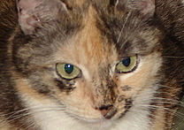 Maja Maja