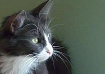 BrutEvel a Evelina Cernunnos BrutEvel a Evelina Cernunnos