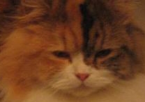 Amy