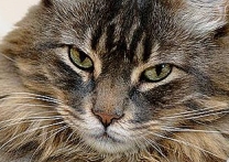 Micka Micka