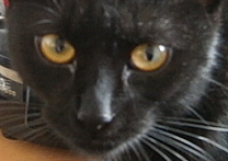 Satanka