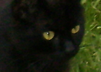 Čiko