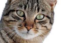 CatHunter a Kachna