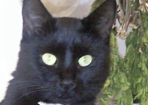 Brouček