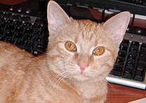 Garfield