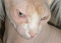 Bastien