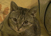 Líza