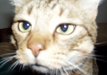 Míša Míša