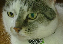 Bobeš