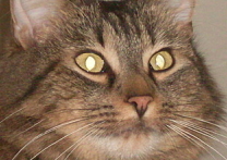 Nunášek Nunášek