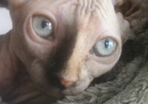 Amy Amy