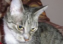Líza Líza