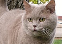 Eliška