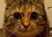 Luccy Luccy
