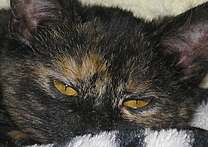 Gloria