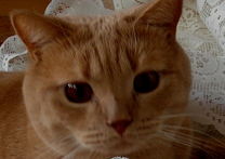 Bobeš II. Bobeš II.