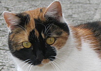 Nella
