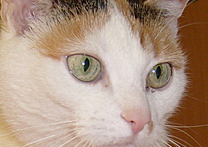 Julča Julča