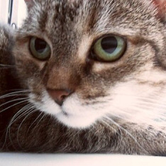 Catbook
