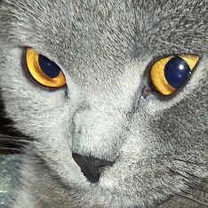 Catbook
