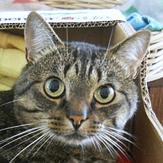 Catbook