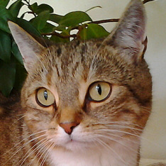 Catbook