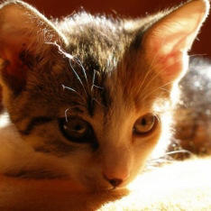 Catbook