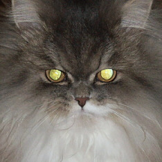 Catbook
