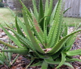 Aloe